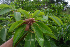 Bombax ceiba